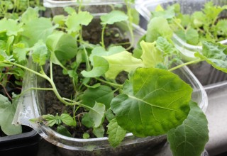 broccoli