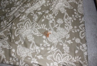 stain
