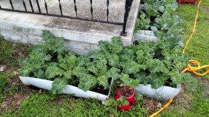 container gardening, growing kale