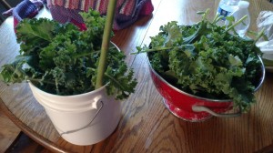 urban gardening, victory garden, growing kale, modern homemakers
