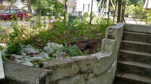 gardening blog, frugal living
