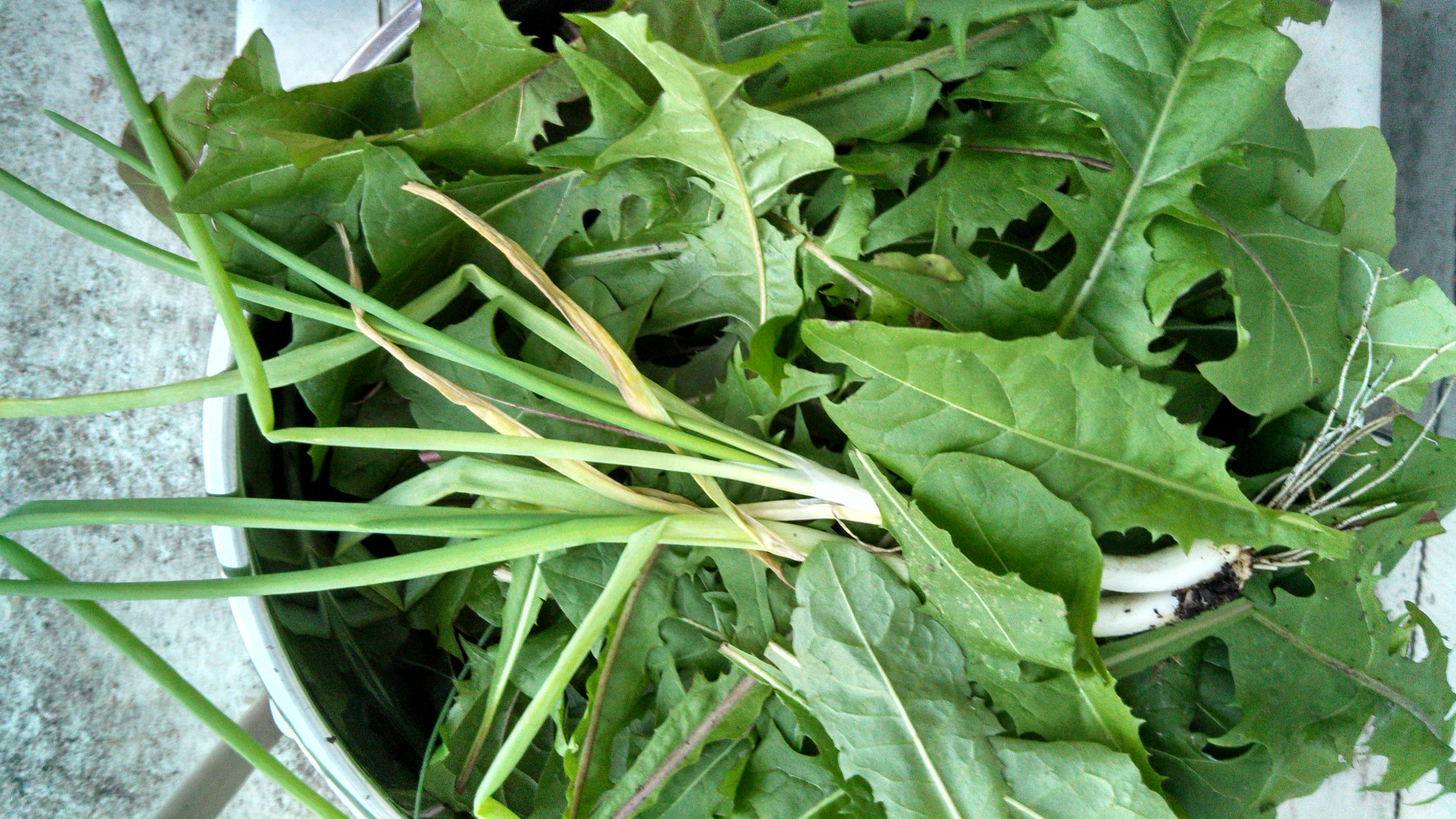 chard, dandelion greens and green onions from my winter garden